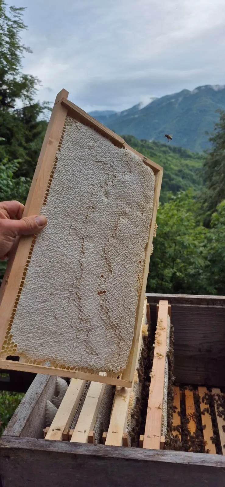 Bee hive and honey production